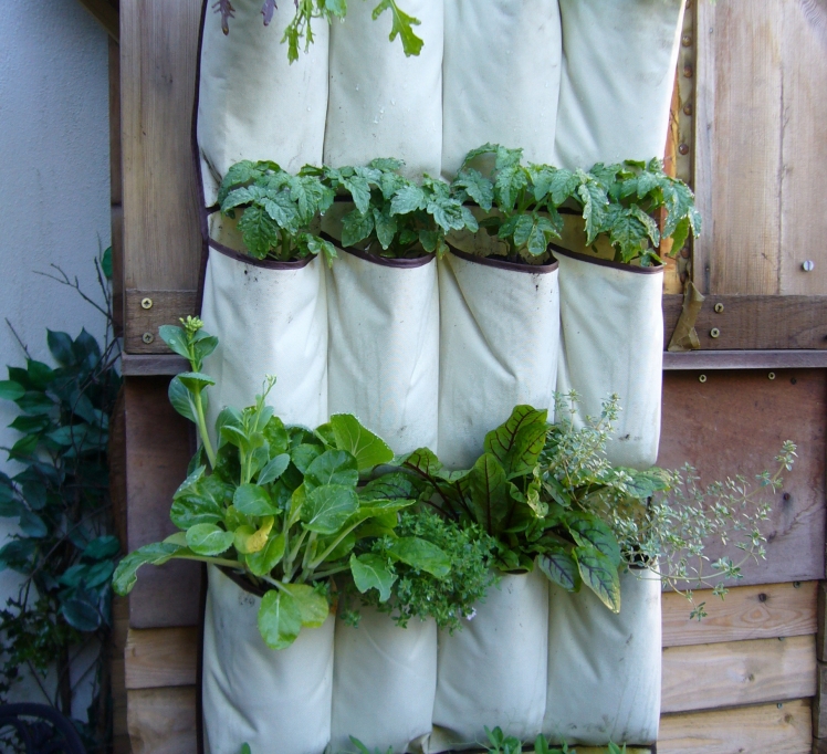 Shoe Organizer Planter