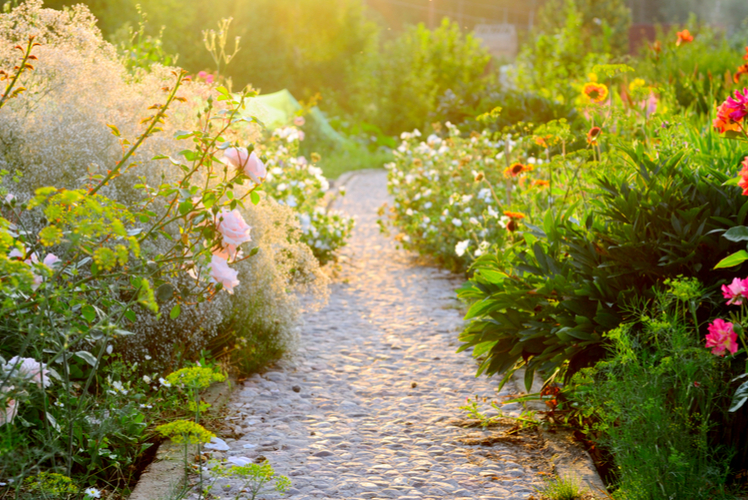 wildflowers