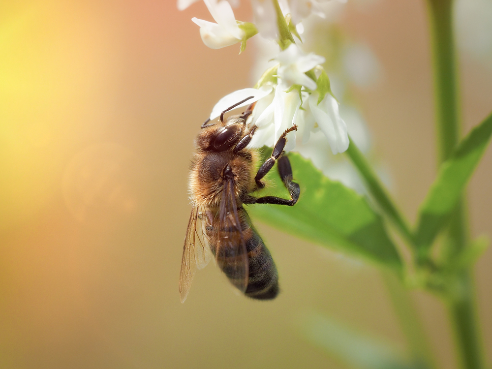 #1 Hide Holes for Bees