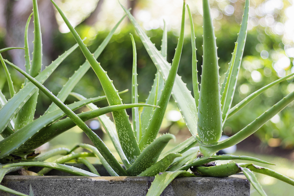 #1 Aloe Vera